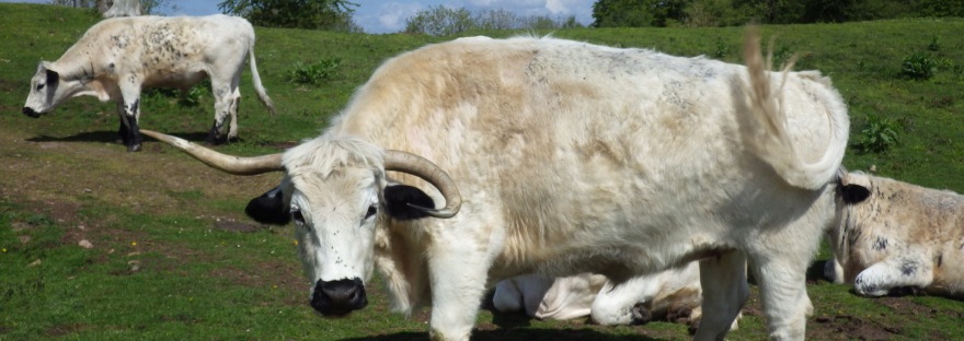 Welsh White Park cattle on Little Doward.