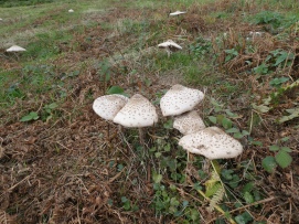 Parasol mushrooms.